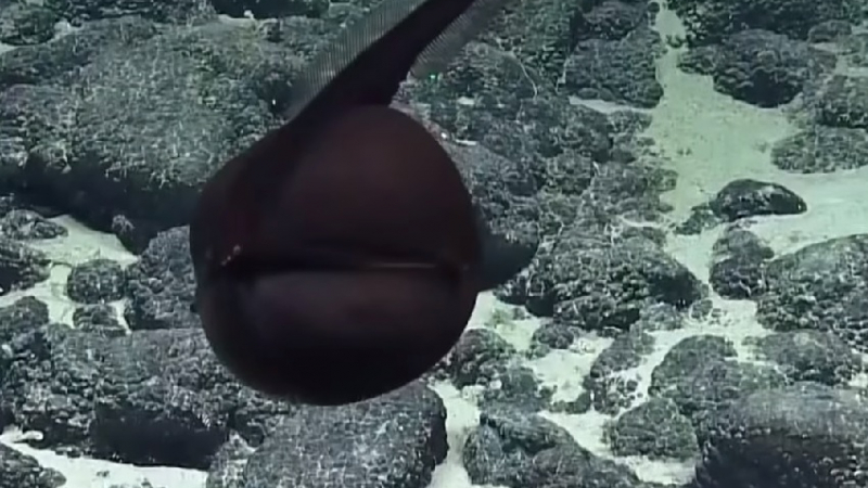 Невиждано чудовище с огромна уста откриха на дъното на океана (ВИДЕО)