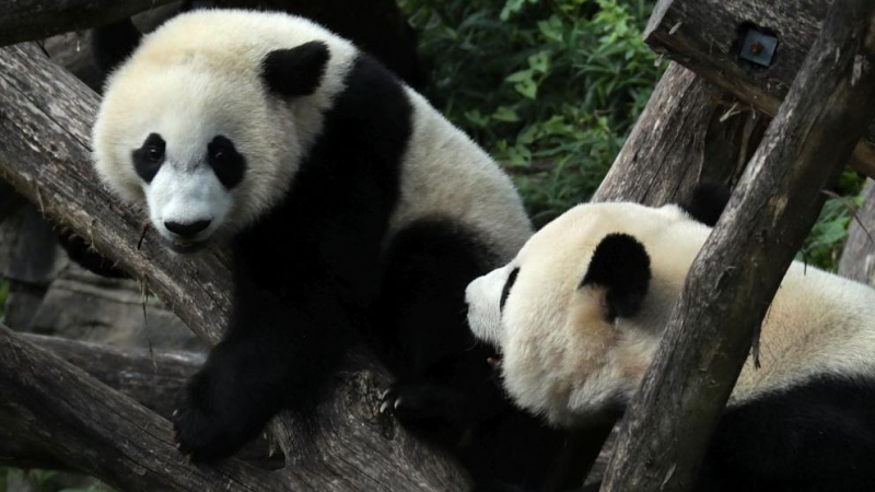 Важните сигнали при пандите