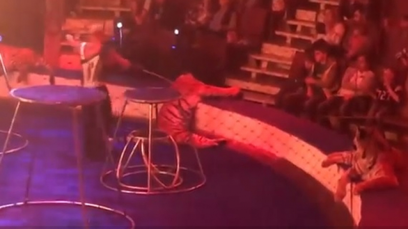 Страховито ВИДЕО! Тигър се срина по време на представление в цирка и изпадна в конвулсии