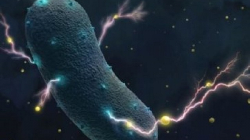 Каква е удивителната тайна на чревните бактерии