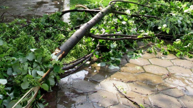 Силният вятър в София направи големи поразии