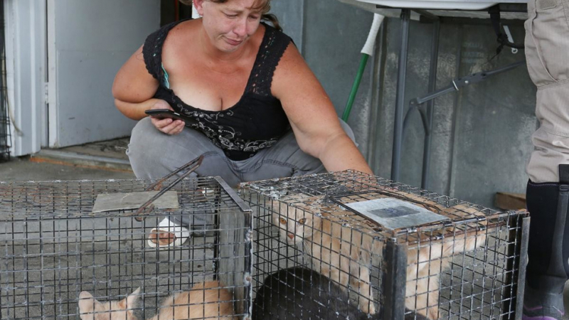 Странно! Арестуваха жена, защото спасила 27 животни по време на урагана "Флорънс" (СНИМКИ)