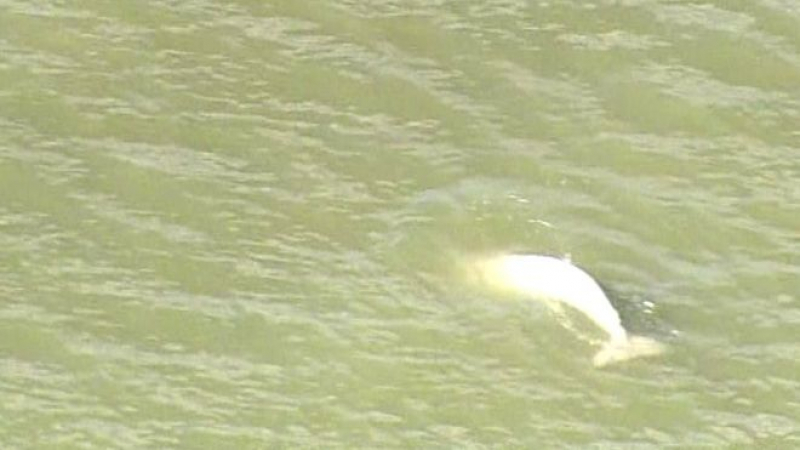Бял кит бе запечатан на ВИДЕО в река Темза. Британците са щастливи, но биолозите бият тревога