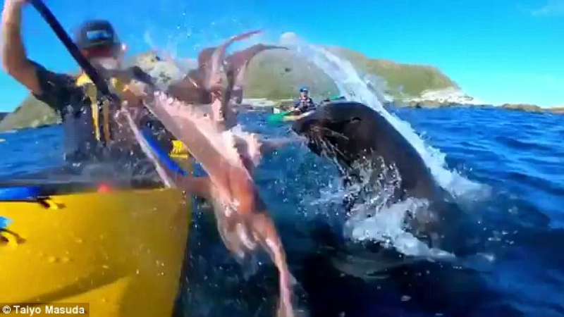 В битка на живот и смърт между октопод и тюлен каякар получи здрав шамар (СНИМКИ/ВИДЕО)
