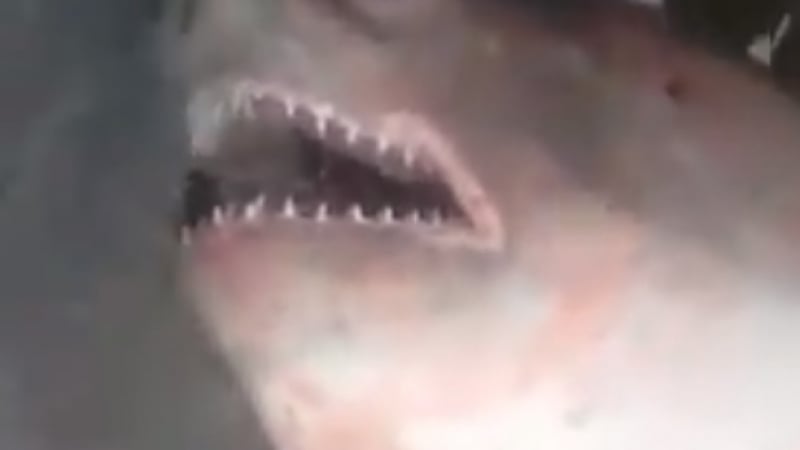 Пълен шаш: Уловиха чудовищна акула насред Сибир (ВИДЕО)