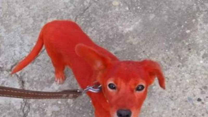 Роми боядисаха куче в червено, спасителите му го кръстиха Реди