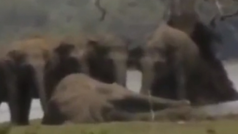 И животните плачат: Стотици слонове дойдоха да се сбогуват с починалия водач на стадото (ВИДЕО)
