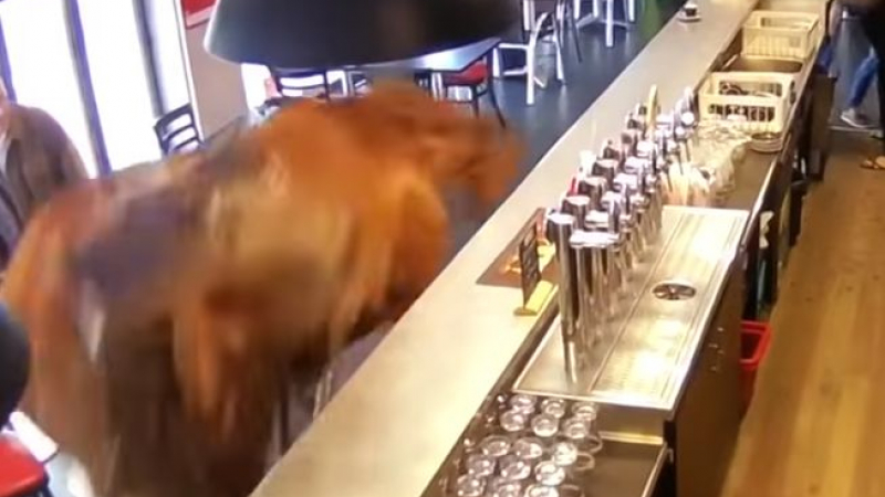 Един кон влязъл в един бар, но не е виц... (ВИДЕО)  