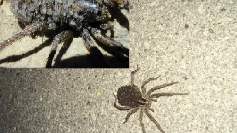 Страховити тарантули изпълзяха изпод земята и плъзнаха из Пловдив, хората питат опасни ли са (СНИМКА)