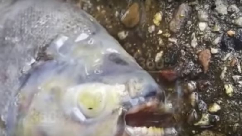 Рибари извадиха страховито чудовище с човешки зъби от езеро в Русия (ВИДЕО)
