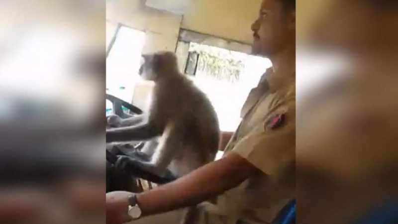 Индиец даде на маймуна да шофира автобуса му, ето какво се случи (ВИДЕО)