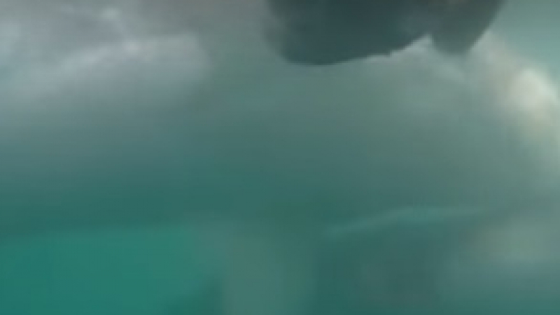 Гмуркачи заснеха свирепа схватка между акули за храна (ВИДЕО)