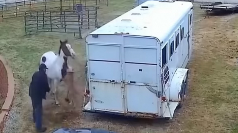 Този питбул нападна кон, но по-добре да не го беше правил (ВИДЕО)