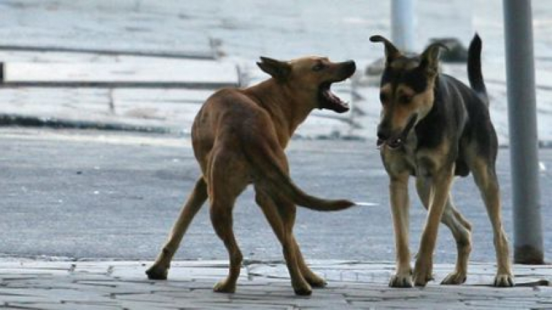 Бездомен пес наръфа жестоко жена в Пазарджик (СНИМКА 18+)