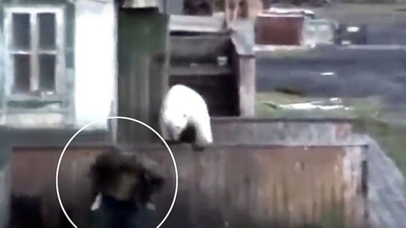 Невероятни КАДРИ: Мъж бяга от полярна мечка в град, поставен под обсада от хищниците 