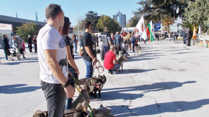 Киноложка изложба в Пловдив показа най-сладките кученца