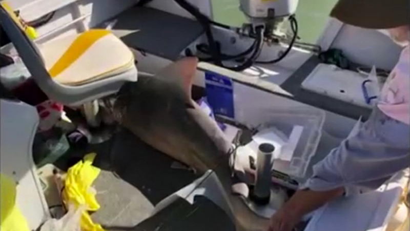 Акула скочи в лодката на семейство туристи