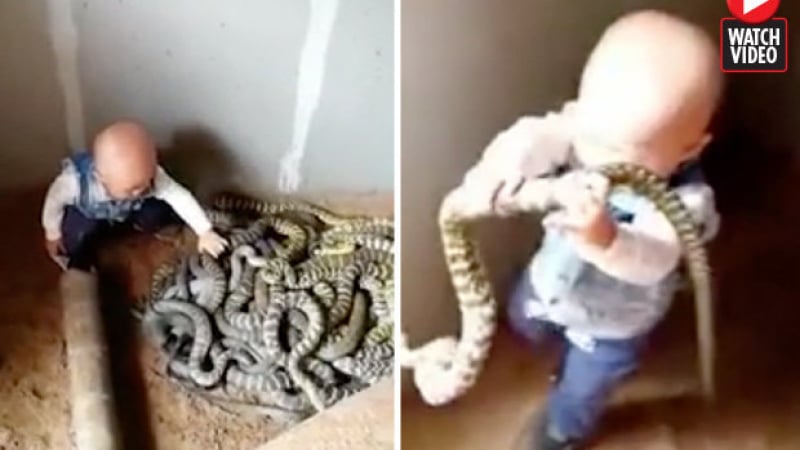 Шокиращо! Малко дете си играе с купчина опасни змии (ВИДЕО)