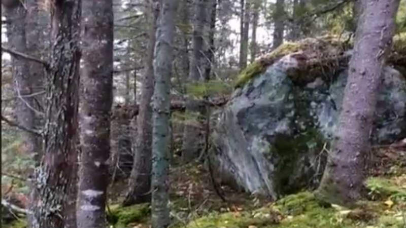 Свръхестествено: Заснеха на ВИДЕО дишаща гора в Канада