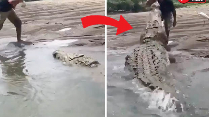 Вижте как идиот се бъзика с най-големия крокодил в света (ВИДЕО)