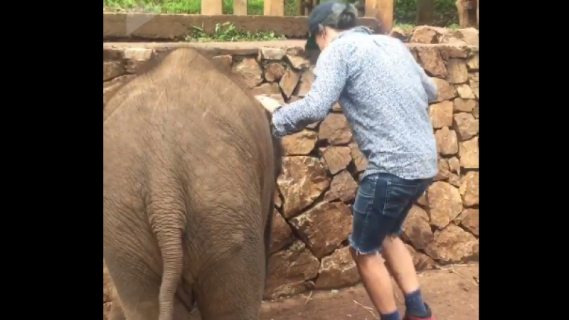 Нахален турист поиска да си направи селфи със слонче, но то го наказа (ВИДЕО)