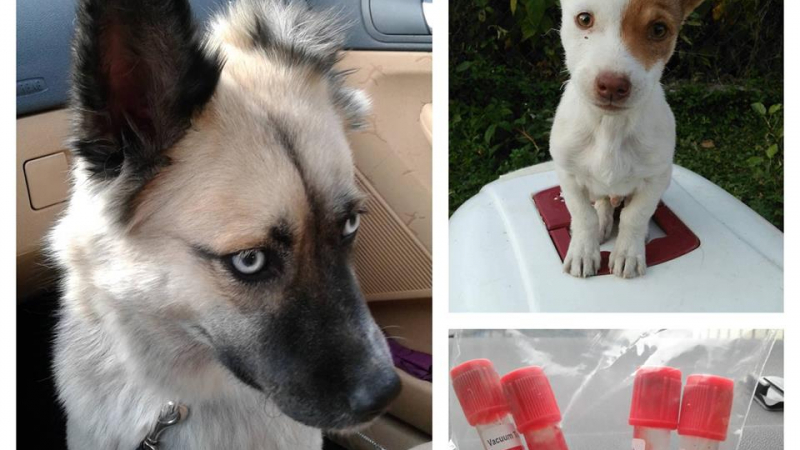 Историята на това кученце, намерено в София, разплака мнозина