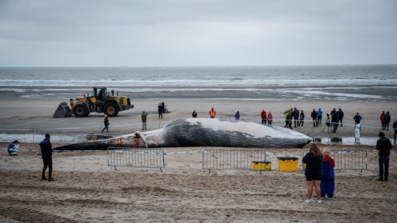 Морето изхвърли 35-тонно чудовище на белгийското крайбрежие (СНИМКИ/ВИДЕО)