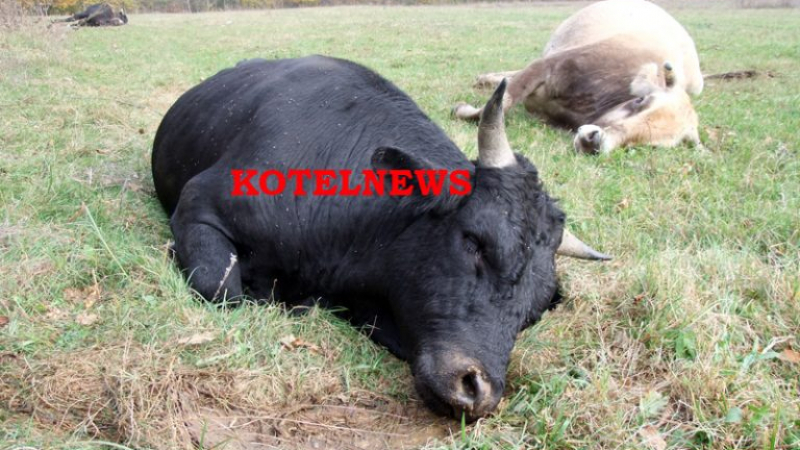 Тъжна гледка в Котел! 10 крави унищожиха царевичен блок и умряха в мъки (СНИМКИ/ВИДЕО 18+)