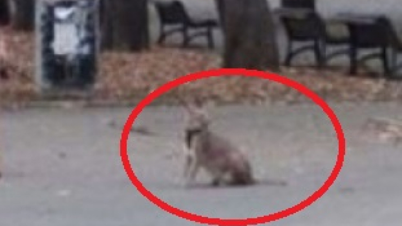 Млада столичанка изведе хищен звяр на разходка в Борисовата градина, минувачите онемяха 
