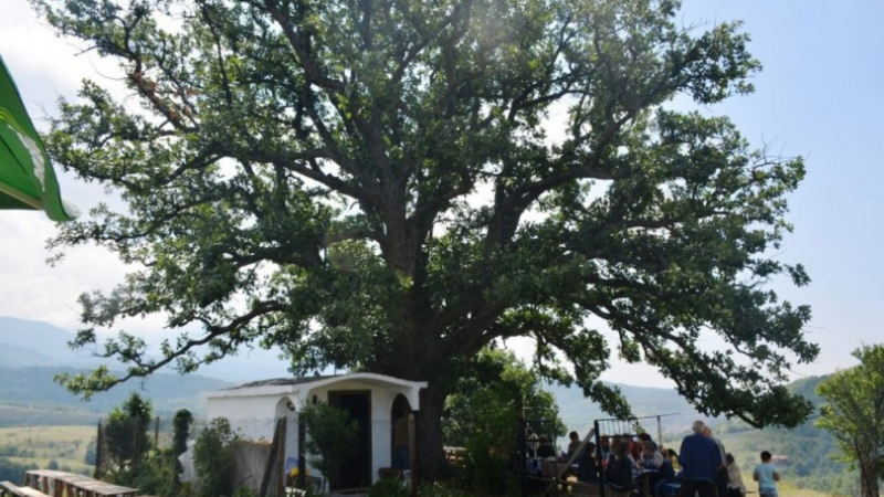Чудодейното дърво край Благоевград на над 500 години вади болестите от тялото