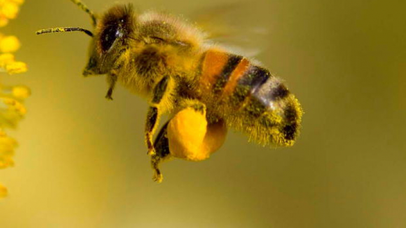 10 любопитни факта за пчелите 