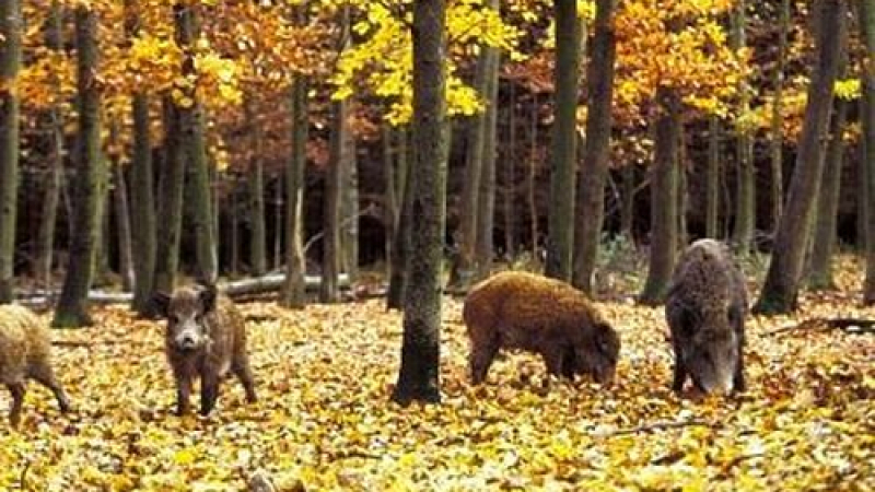 Първи случаи на Африканска чума при диви свине в област Добрич