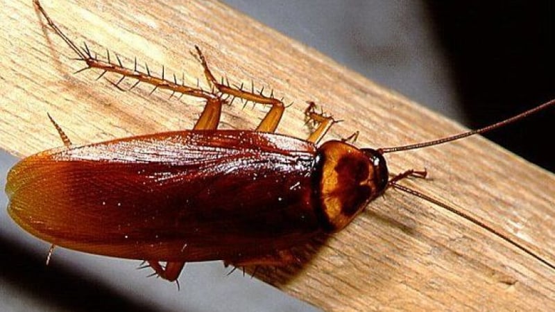 Хлебарките са извънземни! Биолози установиха нещо невероятно за тях 