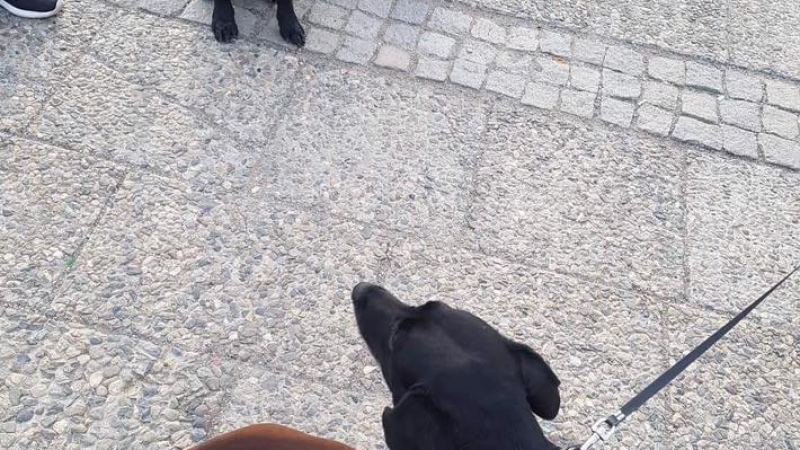 Защо тези кучета от София взривиха мрежата (СНИМКА)