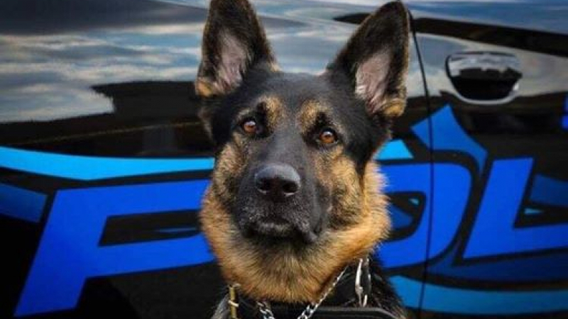 Мъж застреля полицейско куче и плати с живота си