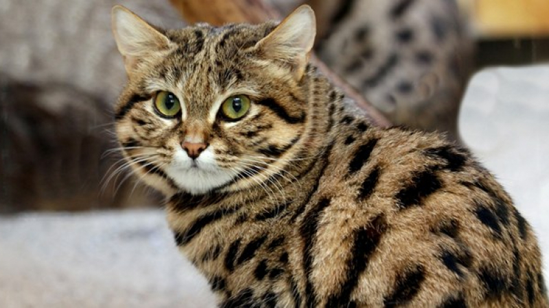 Учените назоваха най-смъртоносната котка (СНИМКИ)
