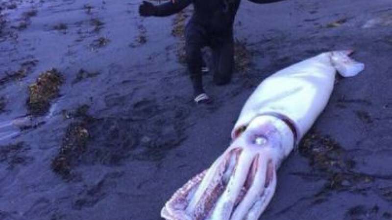 Братя водолази се натъкнаха на огромно чудовище край бреговете на Нова Зеландия (СНИМКИ)