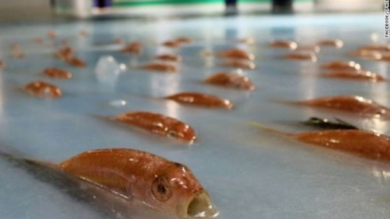 Нови изследвания развенчаха митовете за ефекта от рибеното масло и витамин D в хранителните добавки
