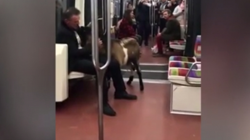 Пътник с коза предизвика колапс в метрото в Париж (ВИДЕО)