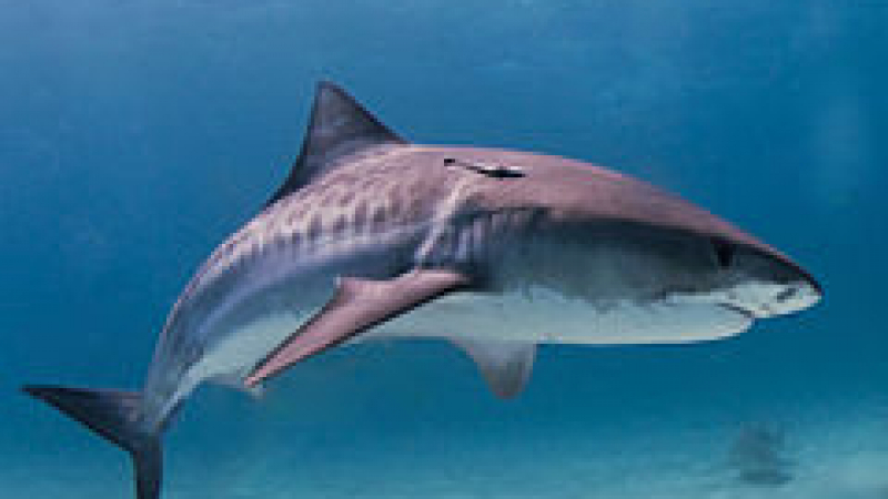 Огромна тигрова акула нападна мъж в Австралия