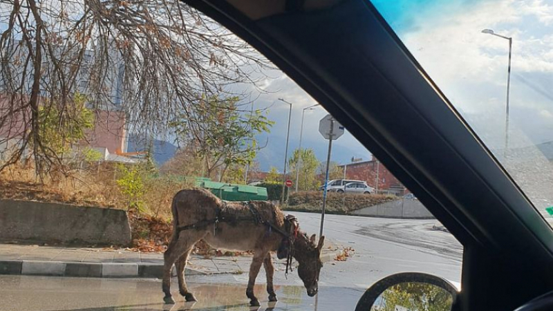 Не е за вярване какво животно се разходи из улиците на Асеновград (СНИМКИ)