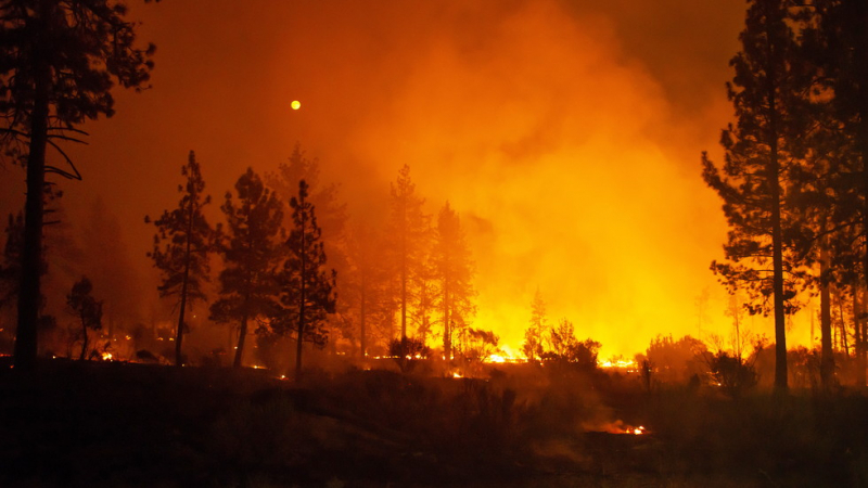 Броят на обявените за изчезнали при пожарите в Калифорния надхвърли 600 души