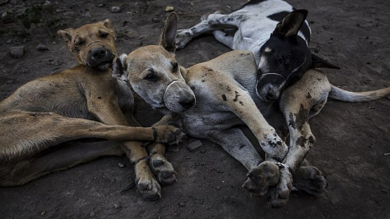 Колят и оставят да кървят до смърт кучета в Бали заради по-вкусното им месо! (СНИМКИ 18+)