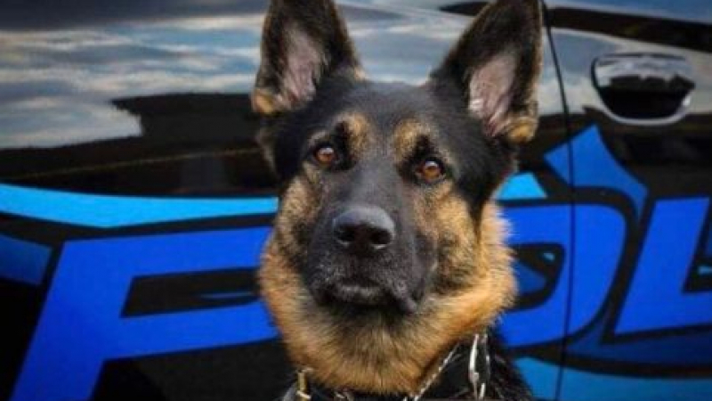 Цял Мичиган плаче за убитото полицейско куче Акс (СНИМКИ)