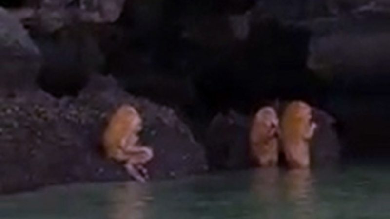 Невероятно ВИДЕО от Тайланд на мелези между хора и маймуни в странен ритуал