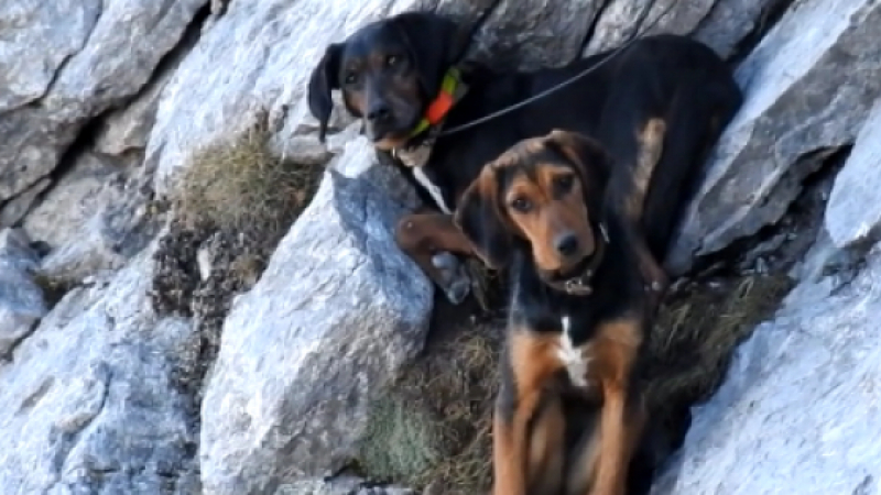 Герой! Млад мъж се катери 13 часа на връх край Банско, за да спаси две заклещени кучета (СНИМКИ)