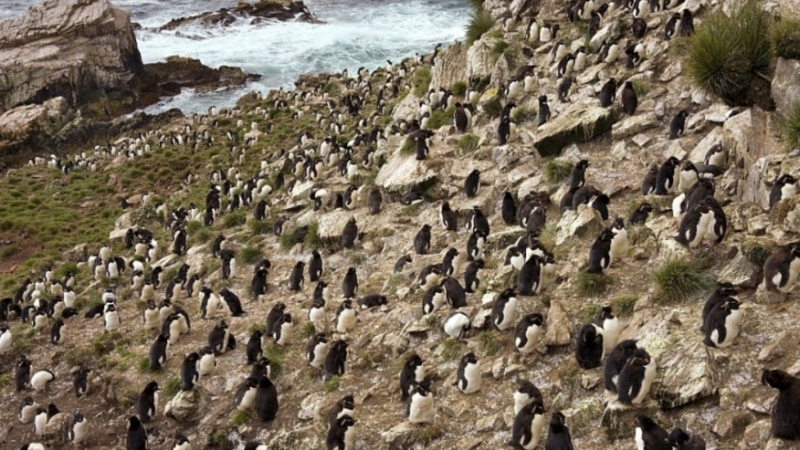 Продава се остров, населен от 5 вида пингвини, 42 вида птици и 6000 овце