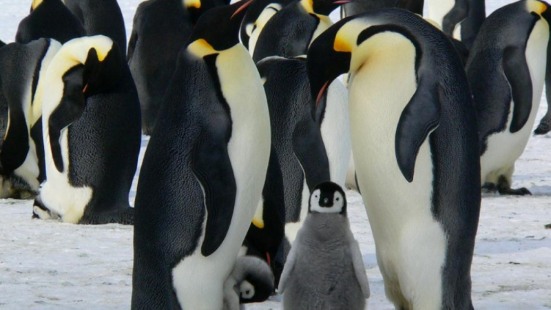 Разкриха защо пингвините не измръзват