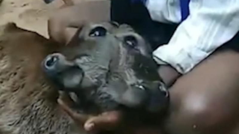 Проклятие или божие чудо? В Индия крава роди страшна твар с две глави и четири очи  (СНИМКИ/ВИДЕО)