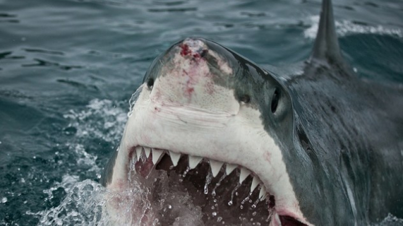 Акула нападна рибар, на следващия ден той взе 5-годишния си син и направи немислимото (ВИДЕО)